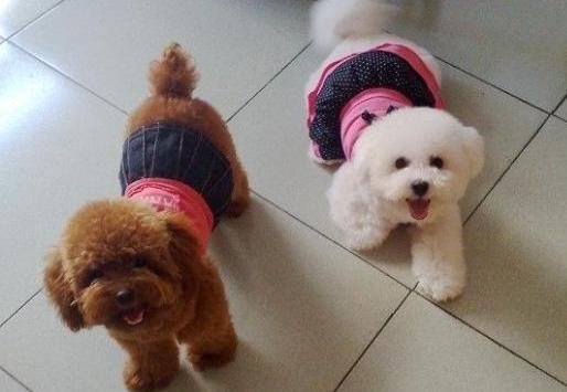 训练泰迪给它喂什么食物,训练狗狗黄金期