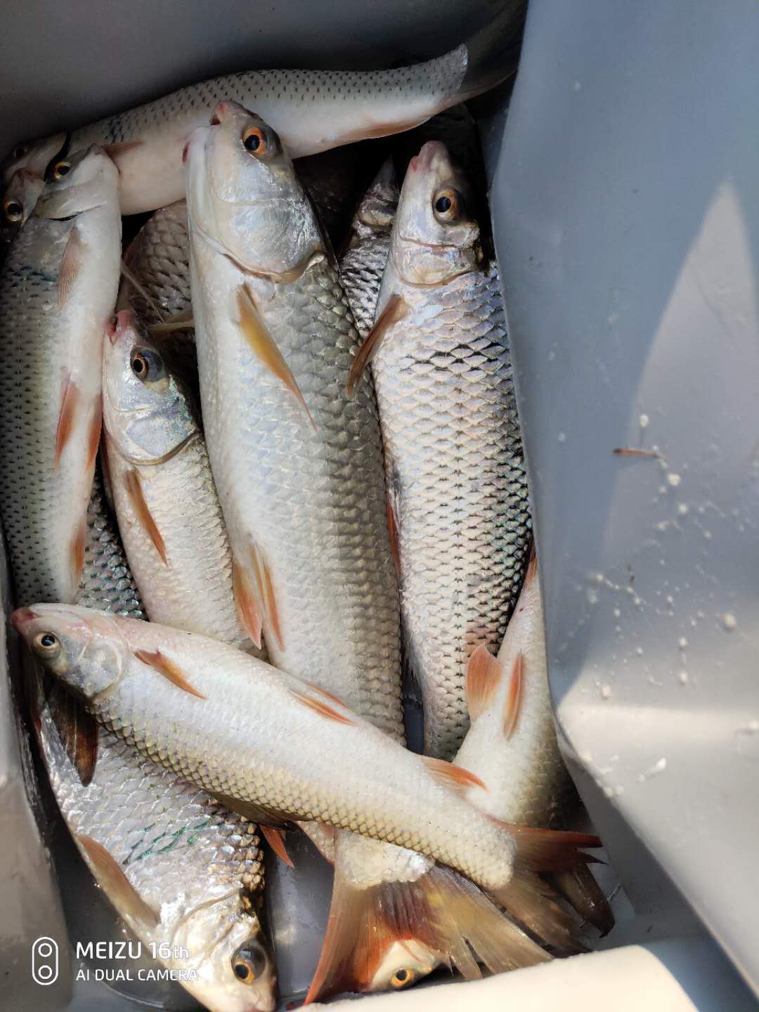 尚艺东美评价,尚艺东美秀鲤鱼竿好吗