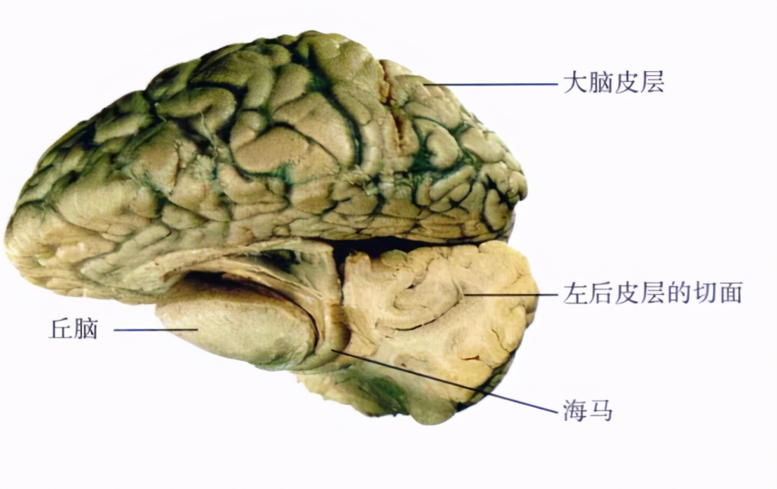 心理学的生物学基础知识,生物心理学知识书籍