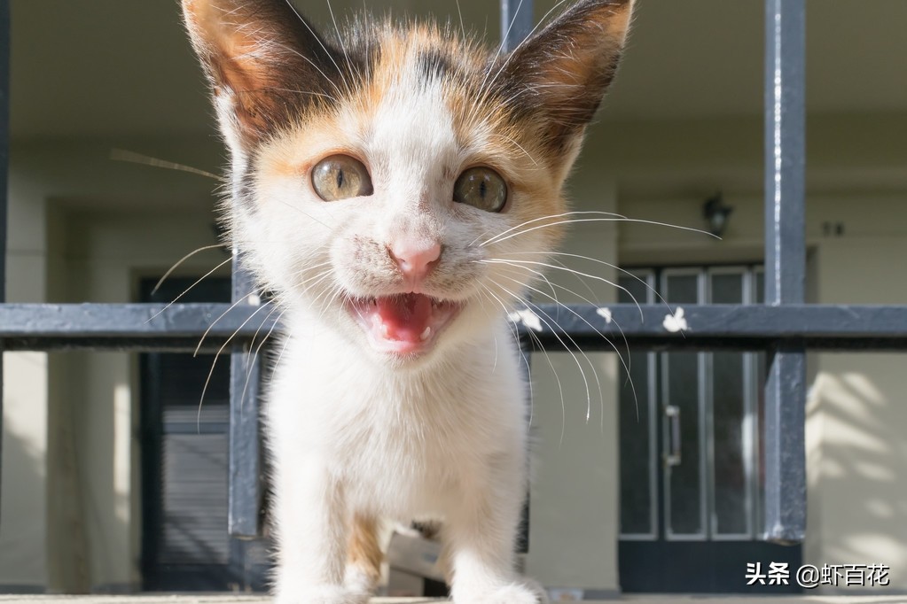 和孩子沟通的日常聊天记录,00后的聊天记录翻译
