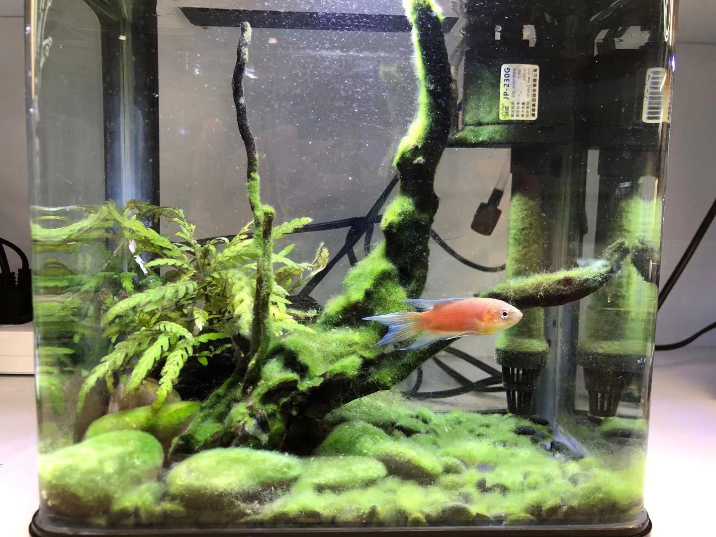 新手小白养鱼怎么选择鱼缸,养鱼怎么选择鱼缸