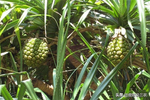青菠萝种植技术视频,菠萝高产种植技术图