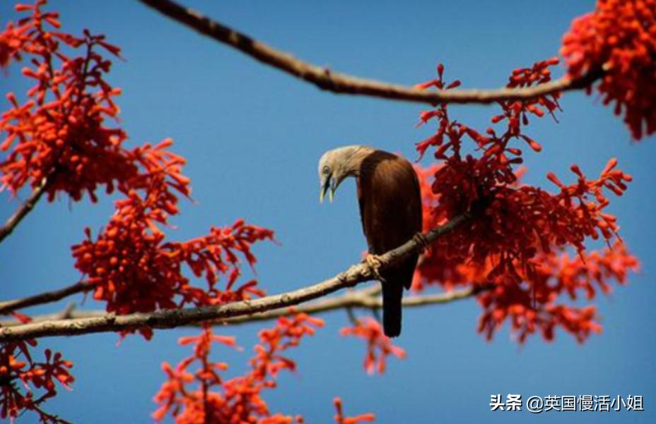 春风十里不如在塞舌尔遇见你——自由行攻略