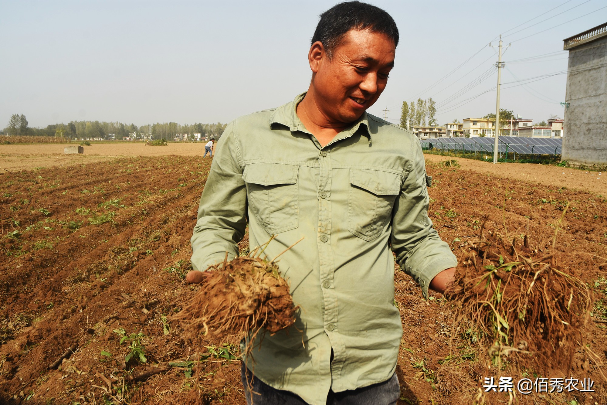 种植中药材背后的暴利的骗局,中药材种植致富经历