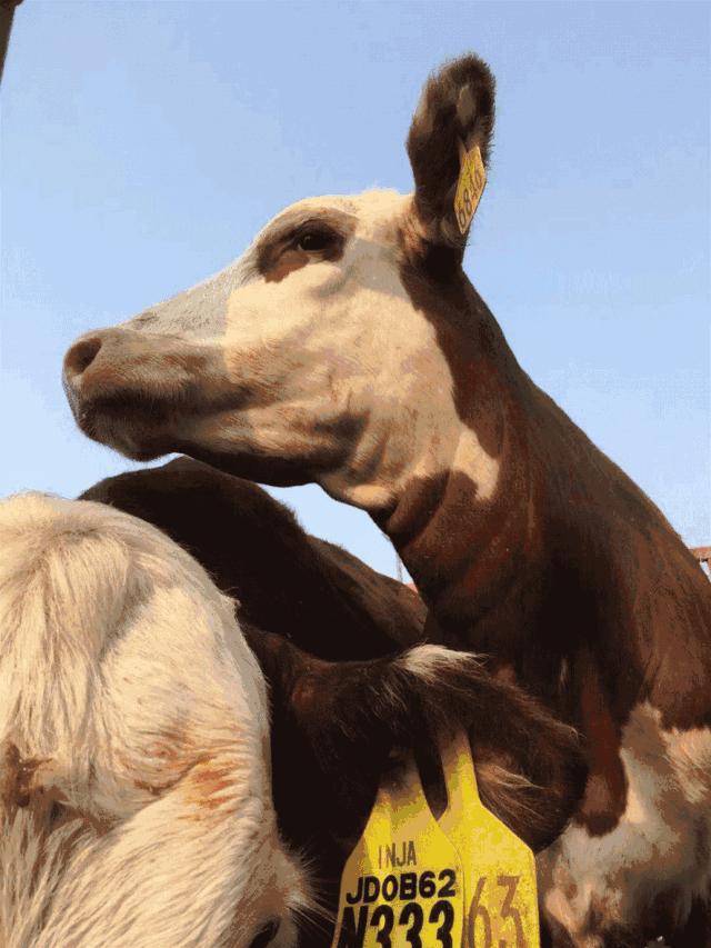 6000多头“澳妞”登陆京唐港中澳贸易即将零关税安格斯关税直降2%