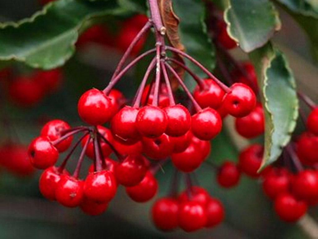 紫金牛的养殖,紫金牛如何养