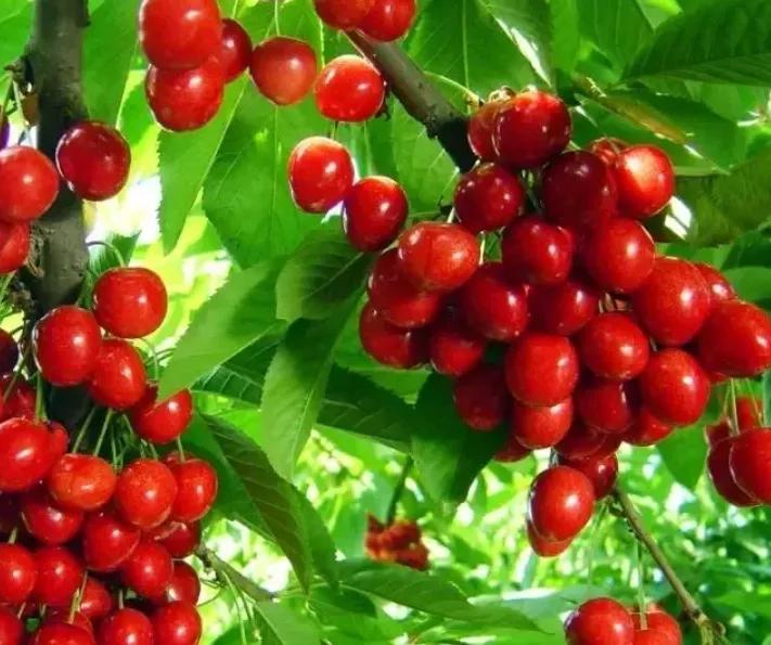 西安西郊摘樱桃最佳地方,长安区附近樱桃采摘的地方