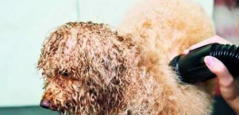 如何给泰迪犬洗澡,泰迪犬洗澡的正确方法