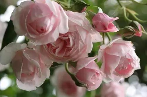 最漂亮10种微型月季,新手必入这8种月季漂亮好养