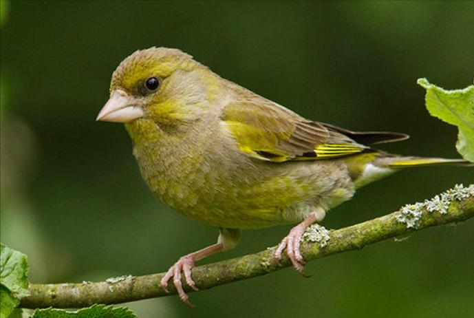 东江揽胜,惠州淡水常见鸟类图谱