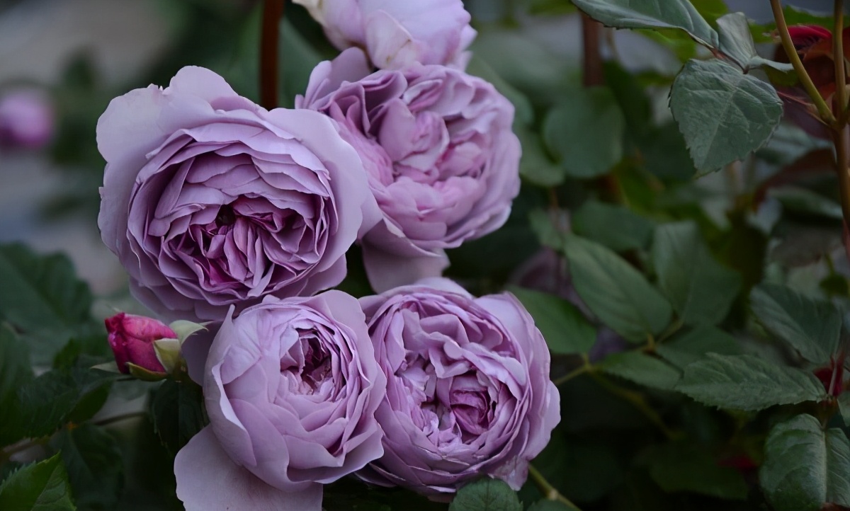 李子柒的院子都种的啥,李子柒推荐的三种花