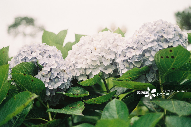 6种美好的花儿，陪你走过整个夏天的各个节气