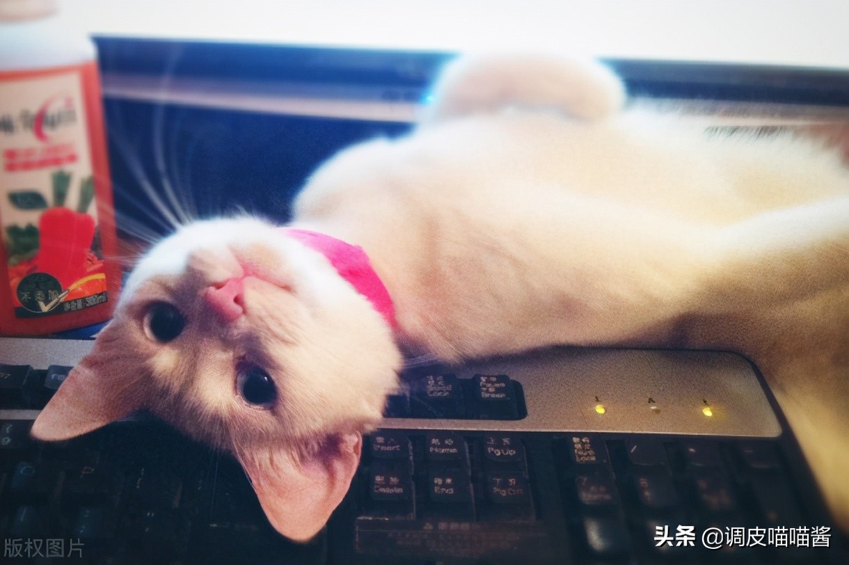 怎么让小奶猫在猫砂里尿尿,猫怎么使用猫砂