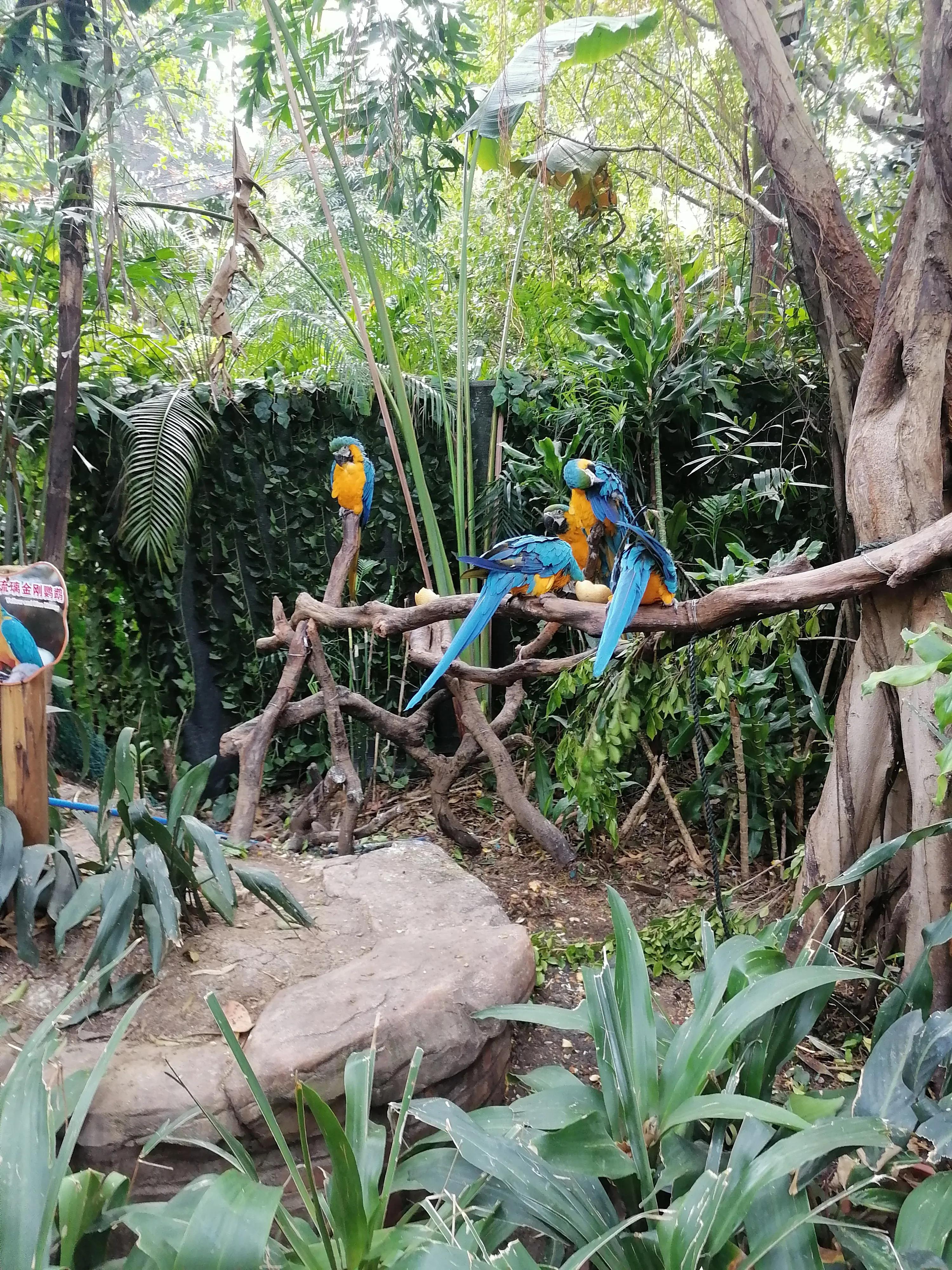 去广州长隆动物世界游玩攻略,广州长隆动物园亲子游玩攻略