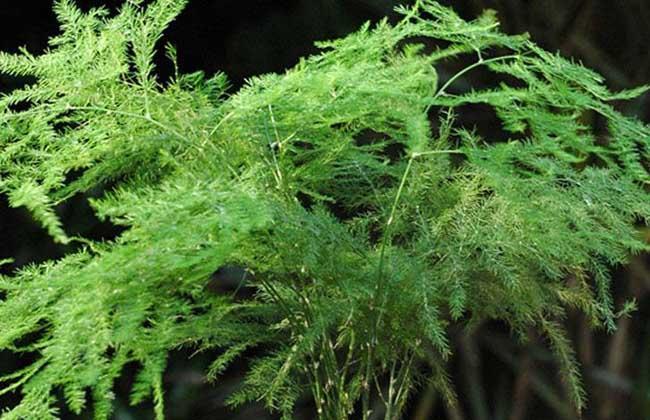 背向阳台适合养什么花,什么花适合在背阴处养