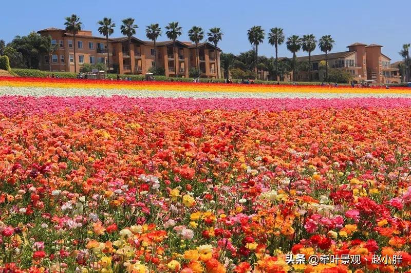 踏春寻美景,踏春赏花梯田漫步