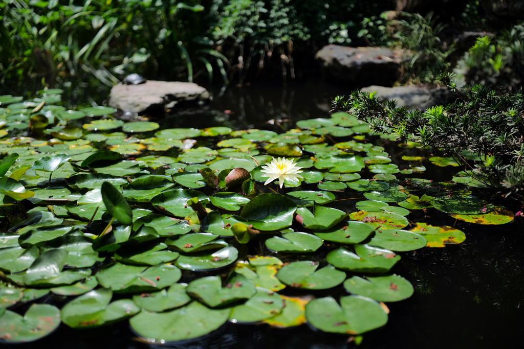 松下lumixspro50mmf1.4,松下lumixs24-105mmf4macro镜头