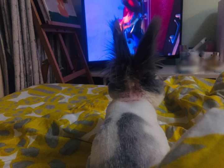 宠物知道主人爱它吗,你的宠物真的爱你吗