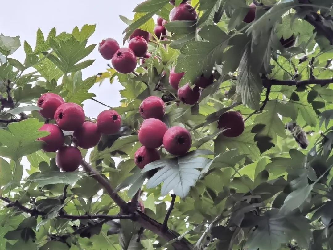 种植抗击疫情药材,抗击疫情的药材种植
