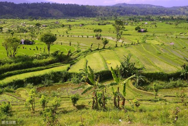 杂交水稻如何撒种,杂交水稻的种植技巧