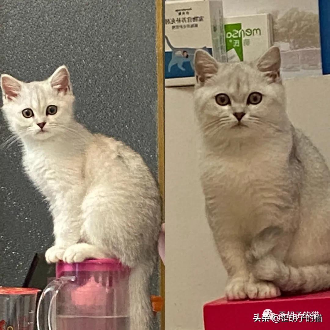 如何看出猫咪年龄有多大,如何判断猫咪的年龄