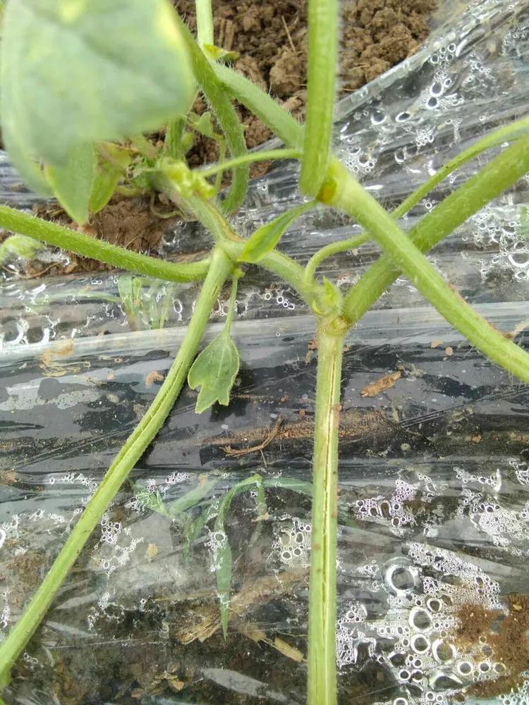 郑杰农资告诉你西瓜裂藤是什么原因造成的？如何预防？