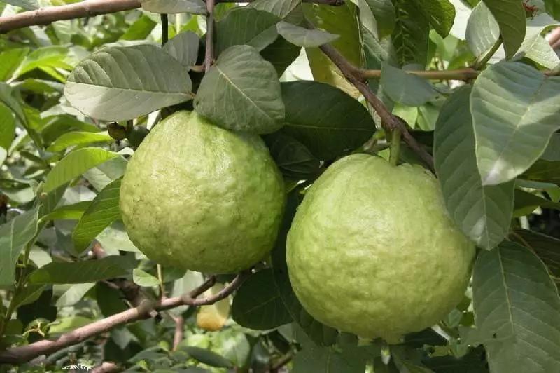 广州从化温泉度假泳池别墅,从化温泉哪个是真正的天然温泉