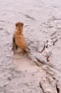 汪星人真实的秘密,汪星人的惊人秘密