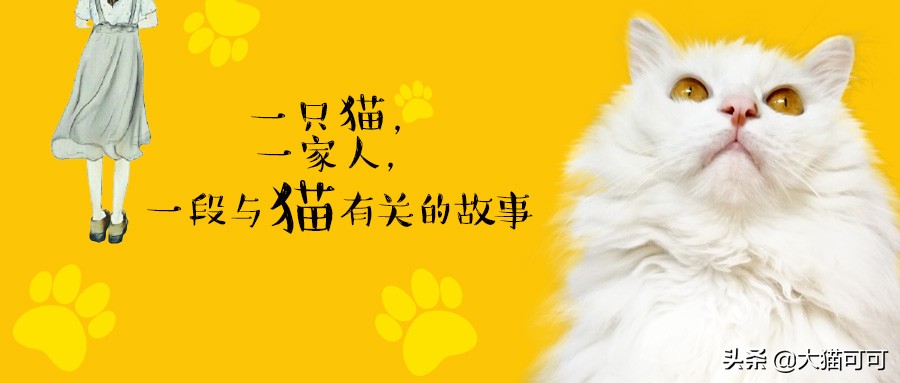 多久给猫洗一次澡最合适,猫能洗澡吗多久洗一次