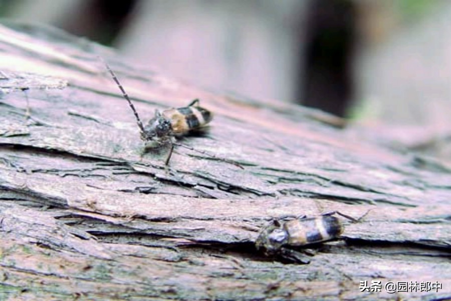 柏树有枯黄叶怎么办,柏树枯萎是什么病表现