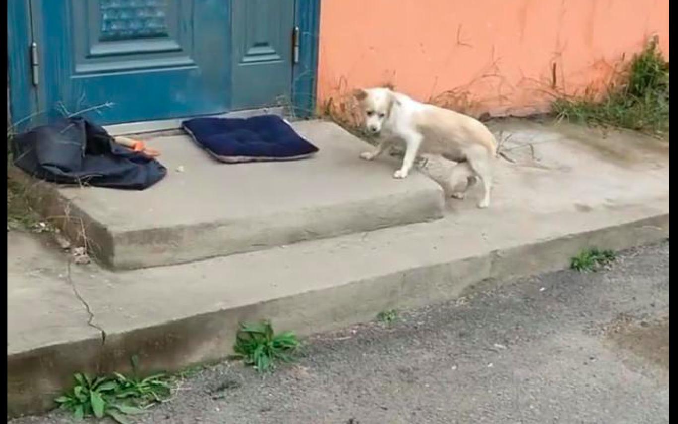 流浪狗举动让人泪目,流浪狗让人心疼害怕却不咬人