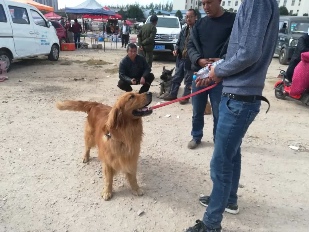 金毛600块钱卖给狗贩子,狗市来了一对双胞胎金毛900块钱卖