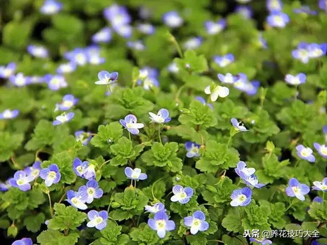 常见小区绿化100种植物图片,常见的水生植物有哪些种