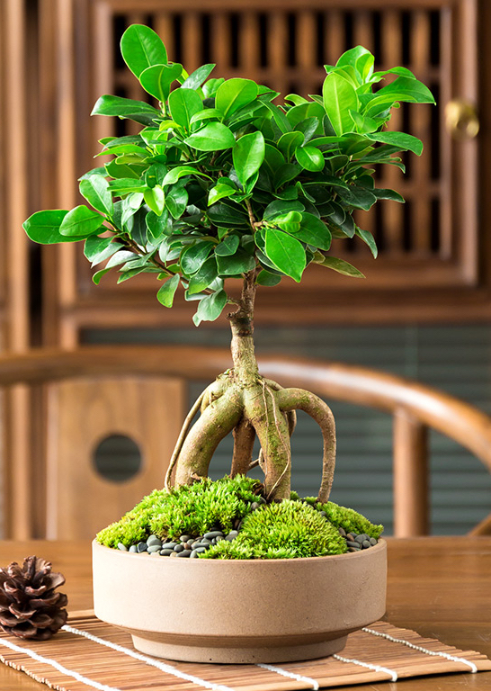 榕树怎么养才能养的叶片绿油油的,榕树盆栽怎么养才能更旺盛