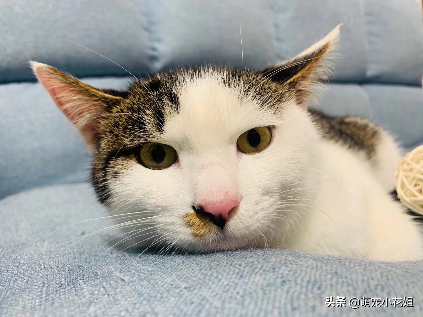 救助的流浪猫绝育,流浪猫因为绝育后生病了怎么办