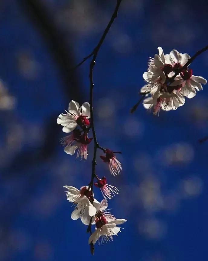 濡備綍鍖哄垎妯辫姳妗冭姳姊ㄨ姳鏉忚姳娴锋,妯辫姳妗冭姳鏉庤姳鏉忚姳濡備綍鍖哄垎