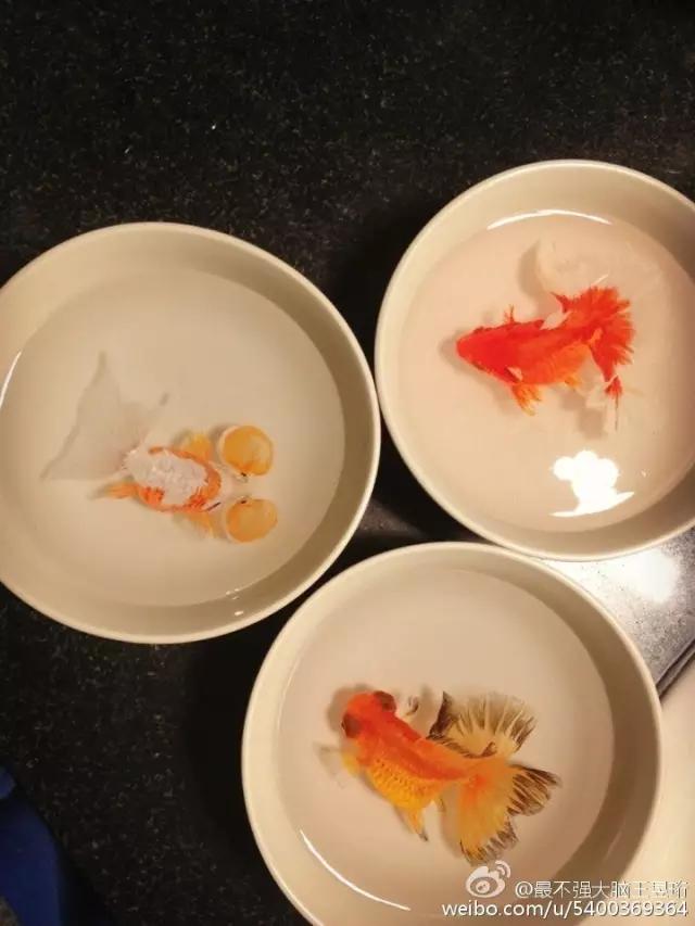 最强大脑王昱珩清华毕业后不上班,王昱珩上学经历