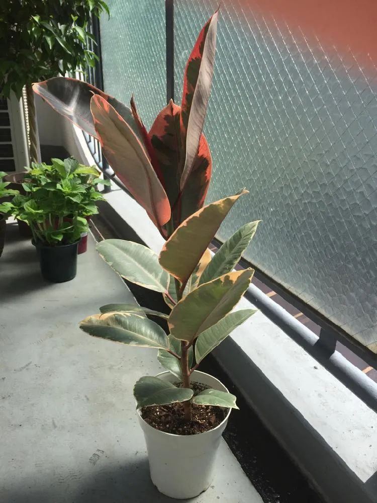 常见的榕属植物,美如画的树