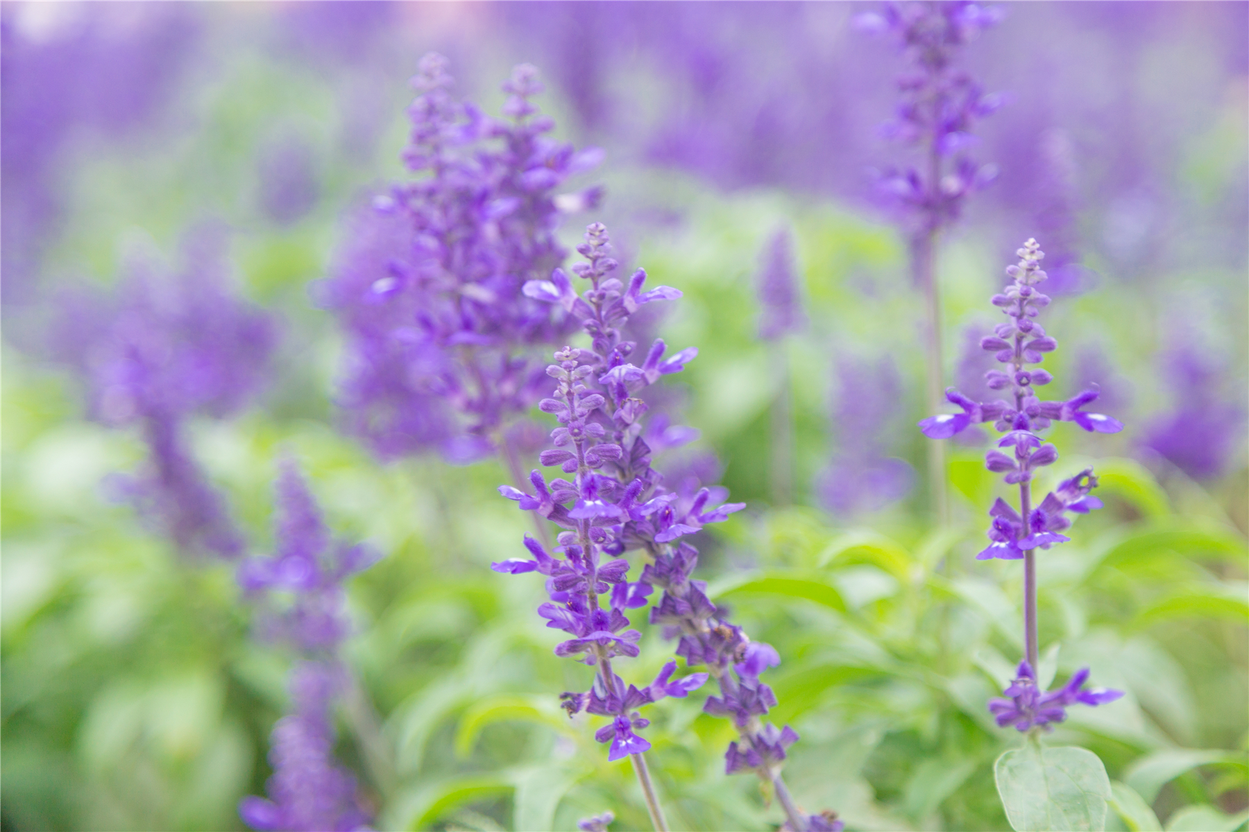 百万葵园攻略地图大全,百万葵园游玩注意事项