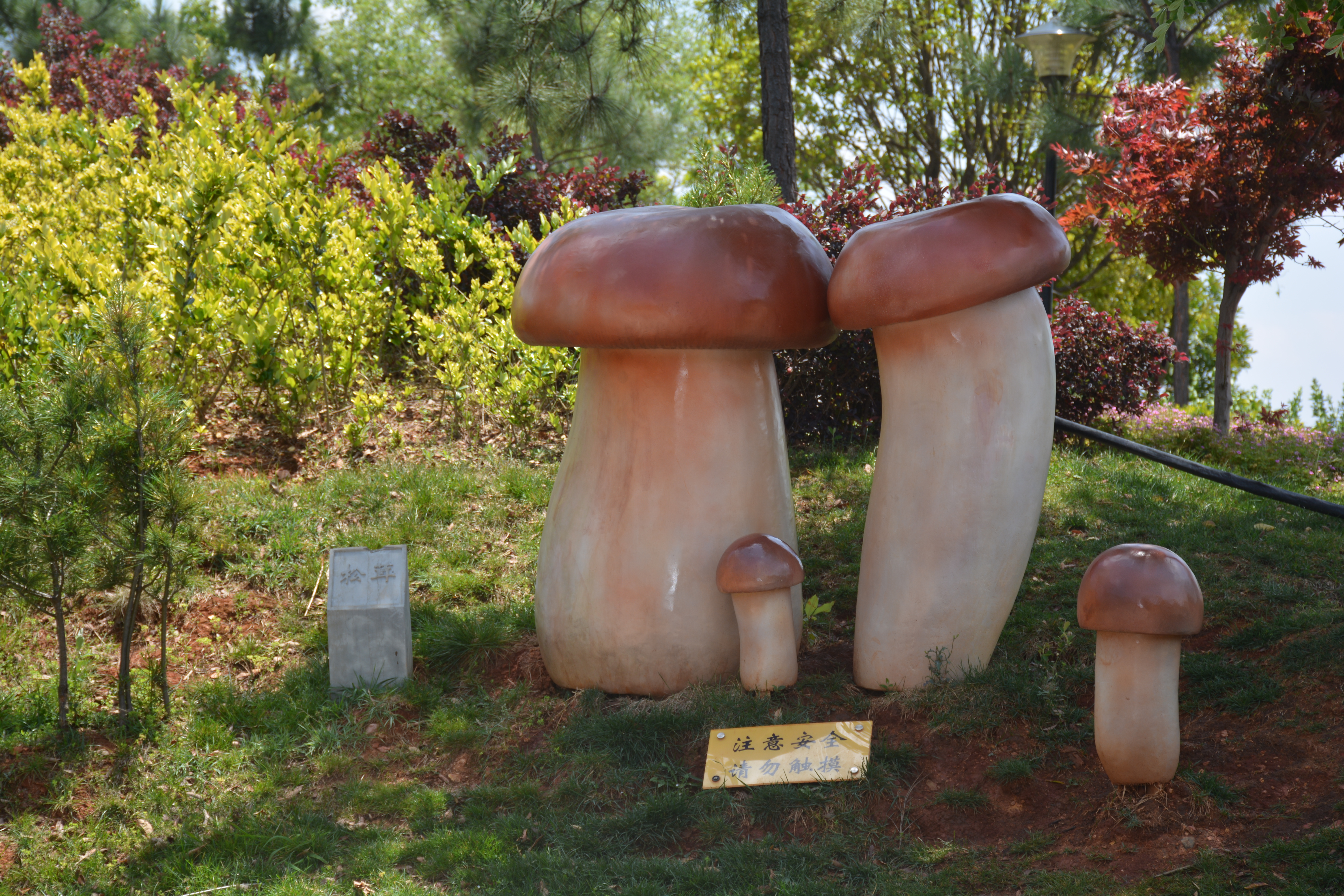 易门县食用菌产业发展,易门县食用菌产业发展得怎么样