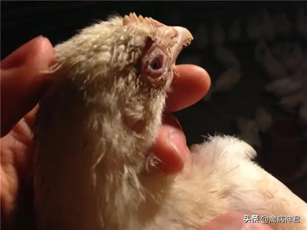 鸡肿头肿脸最快的治疗方法,鸡肿脸怎么治