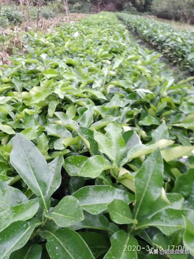 红宝石泰柚是什么,什么是红宝石