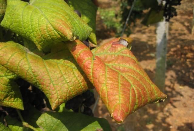 刺吸汁液、传病传毒、还会钻袋？葡萄粉介可真难缠