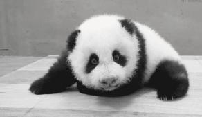 不用姨妈巾用什么,没有姨妈巾来大姨妈了怎么办啊