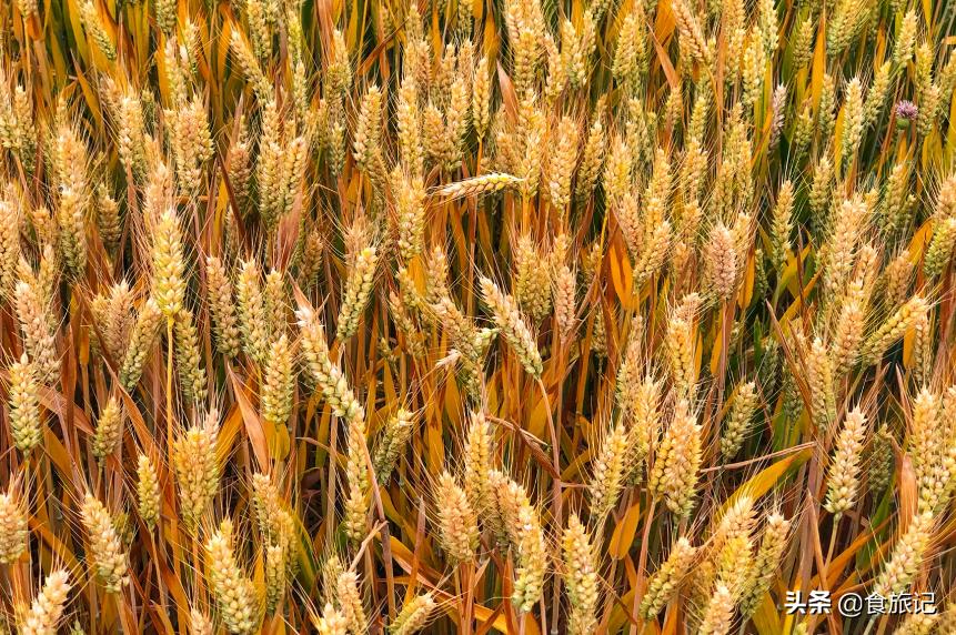 为什么中国人那么喜欢做饭,普通面粉做面包为什么像馒头