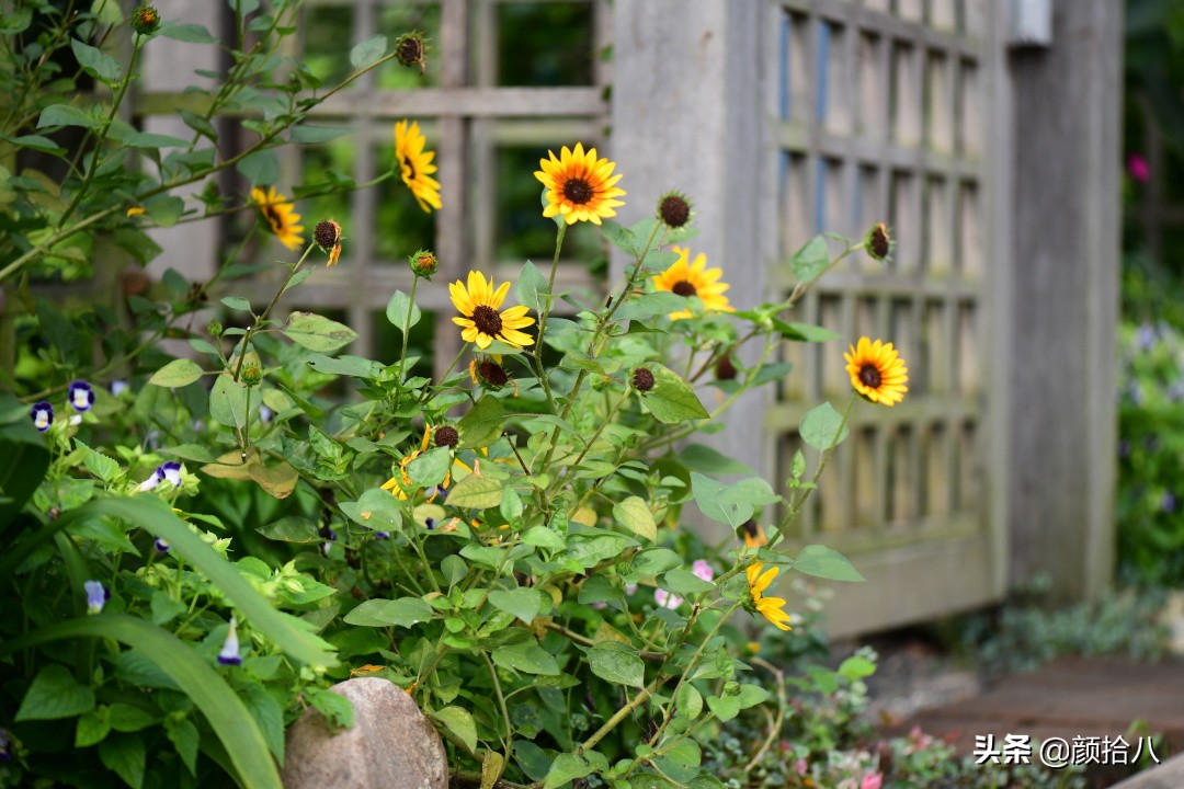 这个夏天我在花园里种向日葵|园丁
