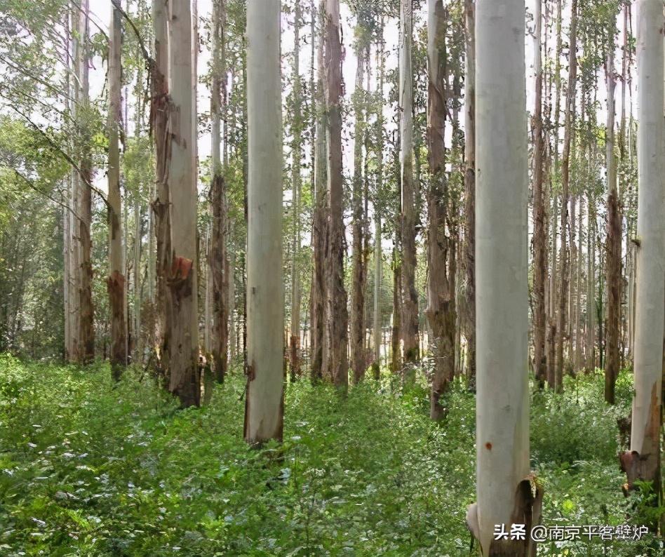 真火壁炉适合什么木材,真火壁炉燃料