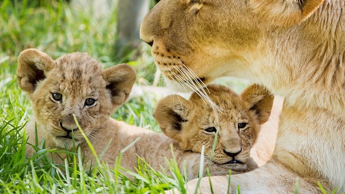 悉尼塔龙加动物园游玩攻略,悉尼塔龙嘉动物园游记