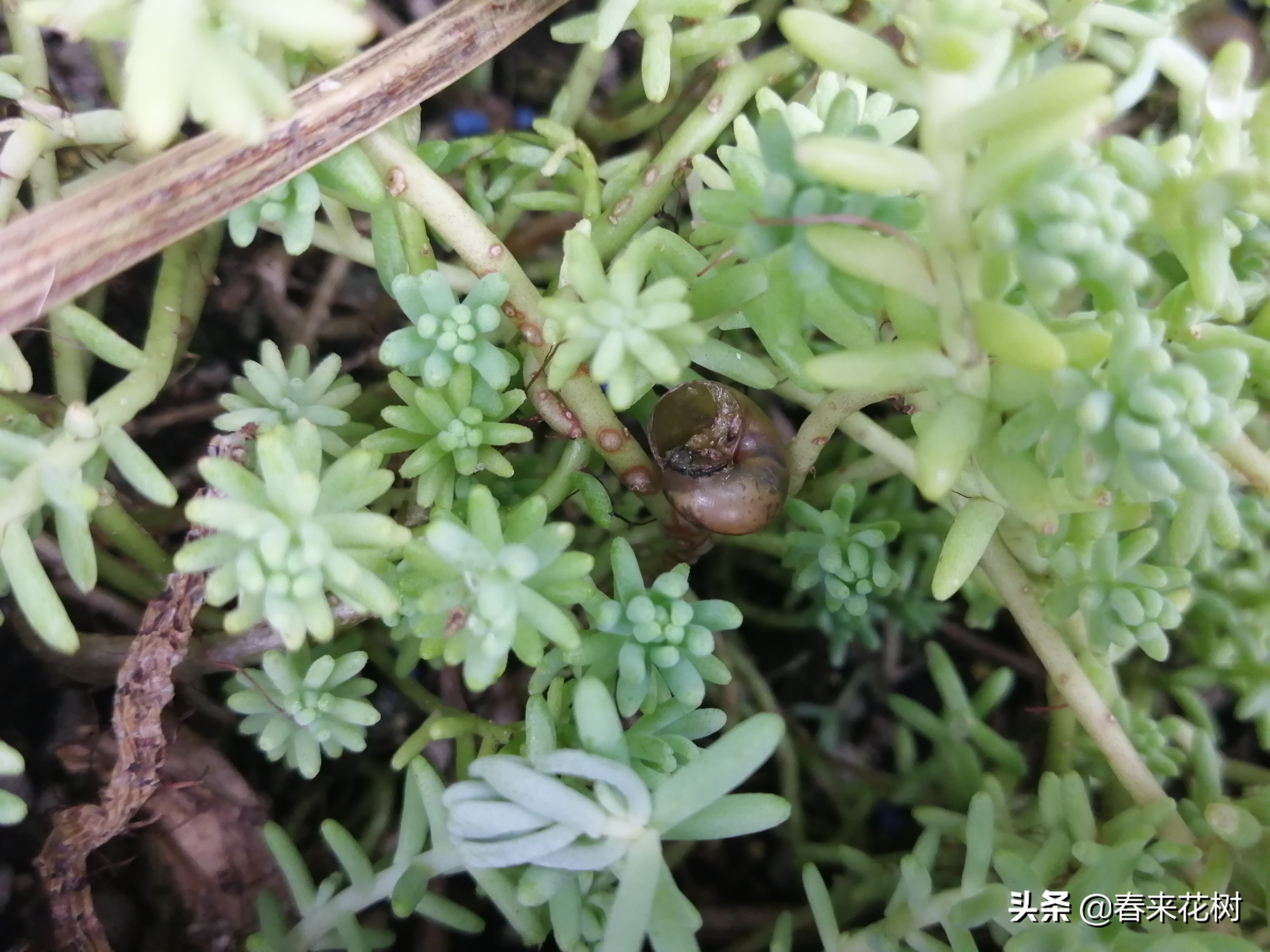 爱养花的坏处,养花防小蜗牛的方法有哪些