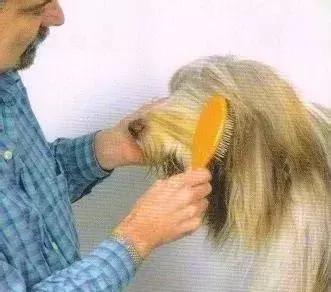 长毛犬如何让毛不打结,长毛犬打理视频